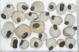 Lot: Bargain Gerastos Trilobite Fossils - Pieces #82531-1